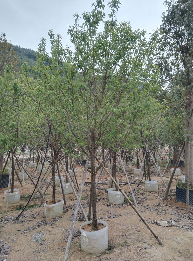 福建山樱花