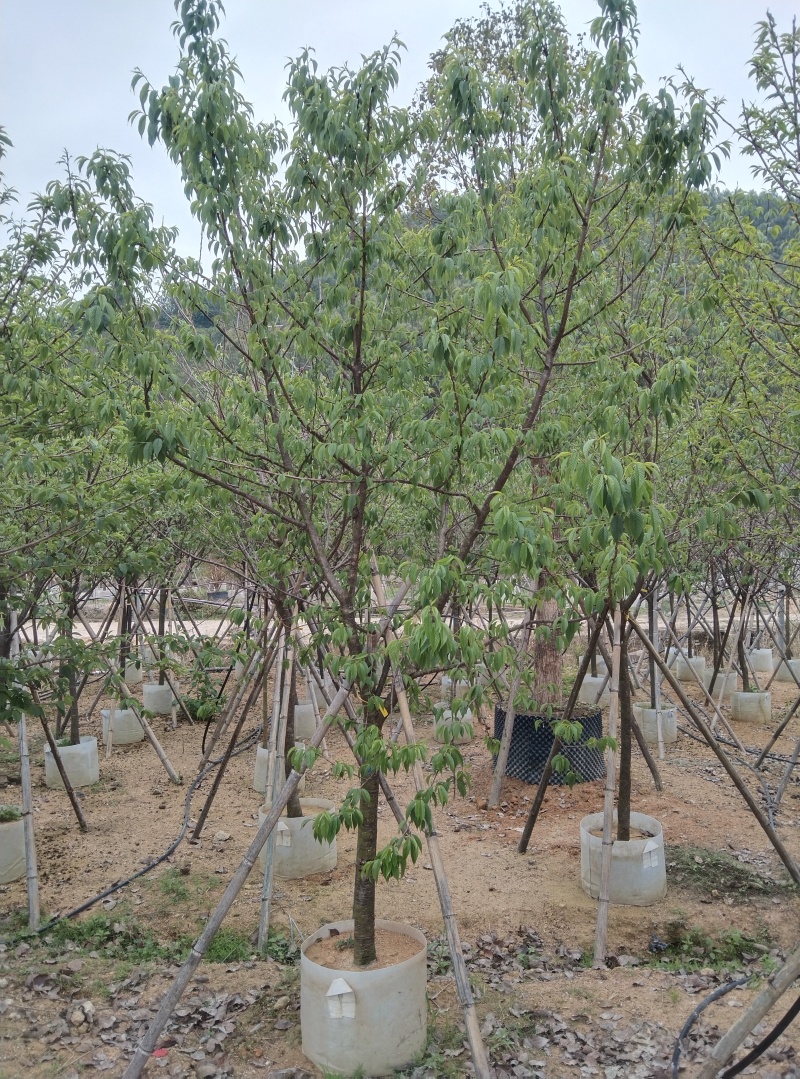 福建山樱花