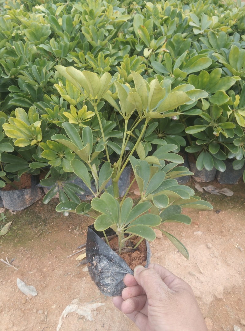 鸭脚木