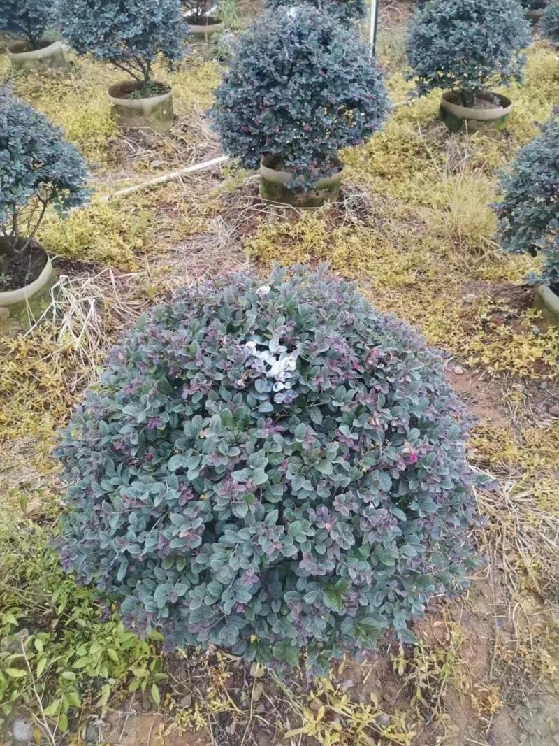 红花继木球