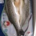 深海白蕉花刀开背海鲈鱼一箱20斤10条16条18条20条