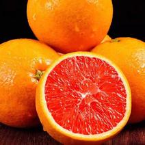 橙子血橙，产地一手货源，现摘现发口感纯甜，大量有货