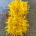 金丝皇菊