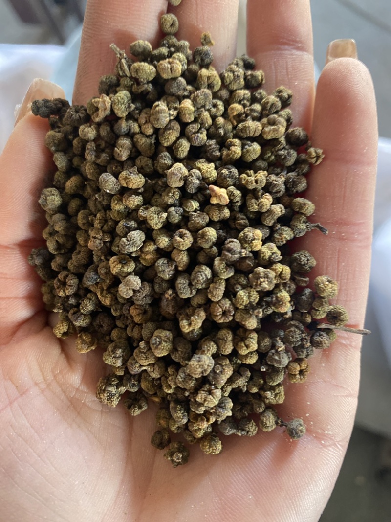 吴茱萸
