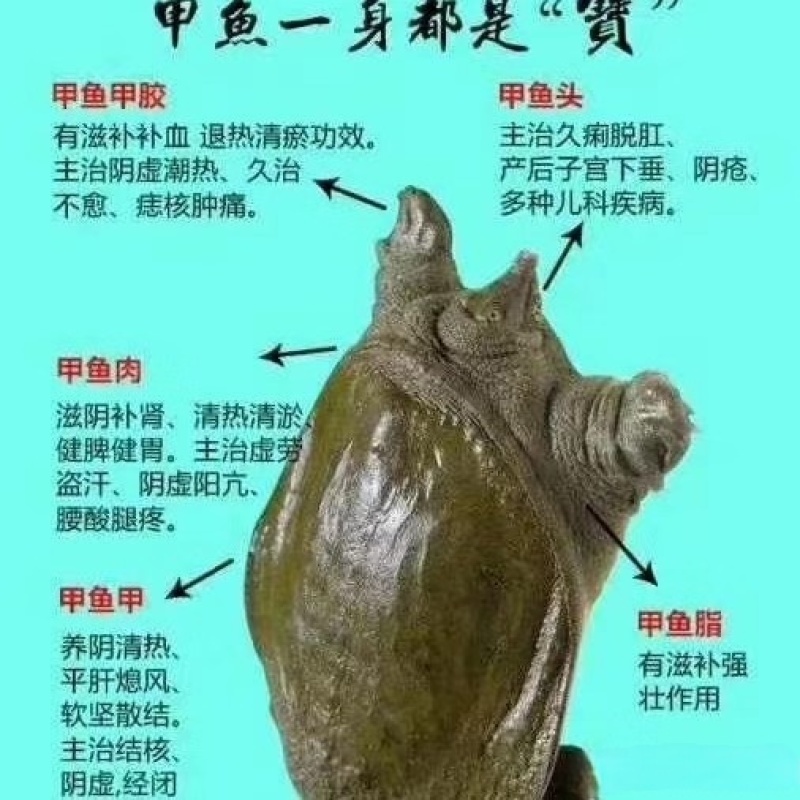高品质温室甲鱼，源头饲养土鳖，营养丰富，量大从优，欢迎咨