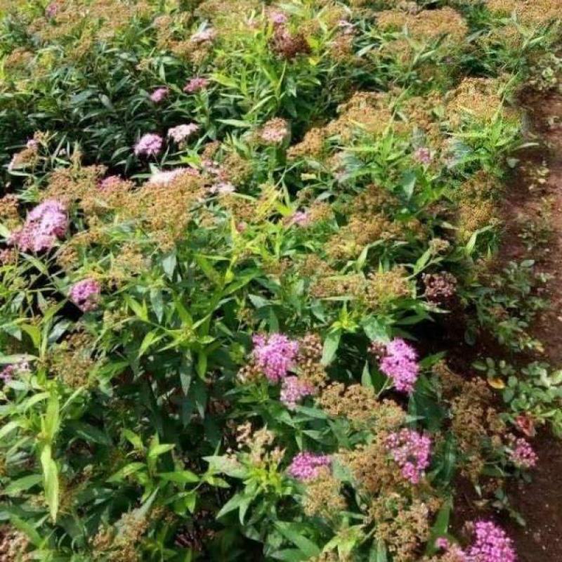 金焰绣线菊