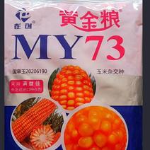 黄金粮MY73:矮杆耐密，籽粒金黄抗病扛倒，真正优质玉米