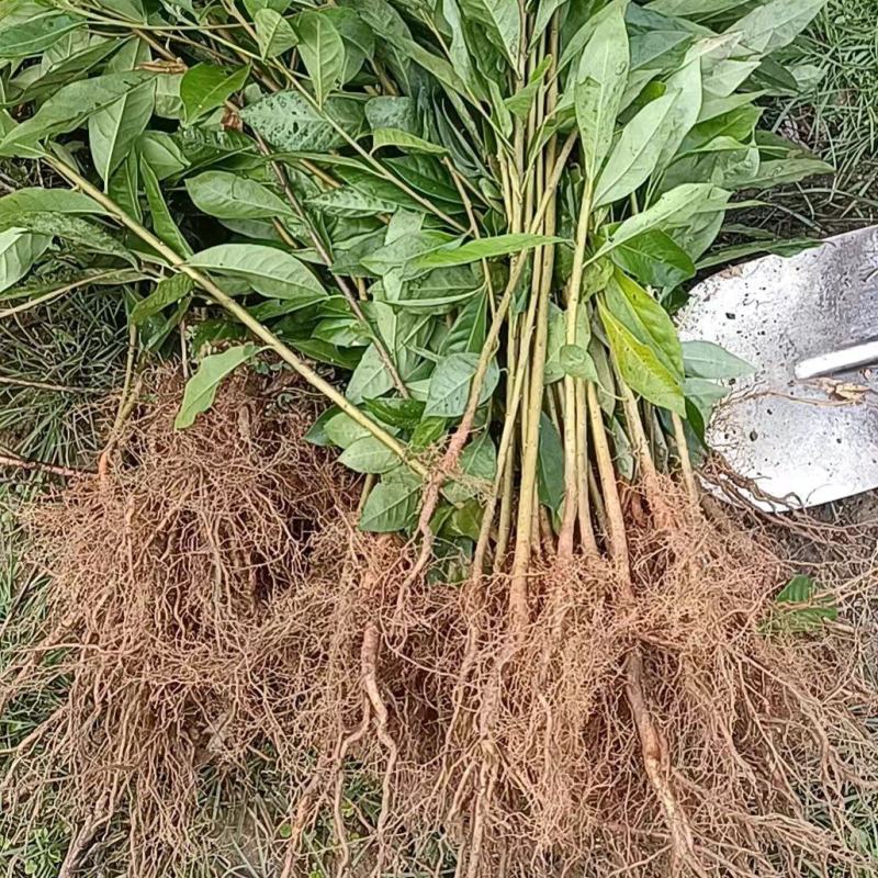 裸根木荷苗