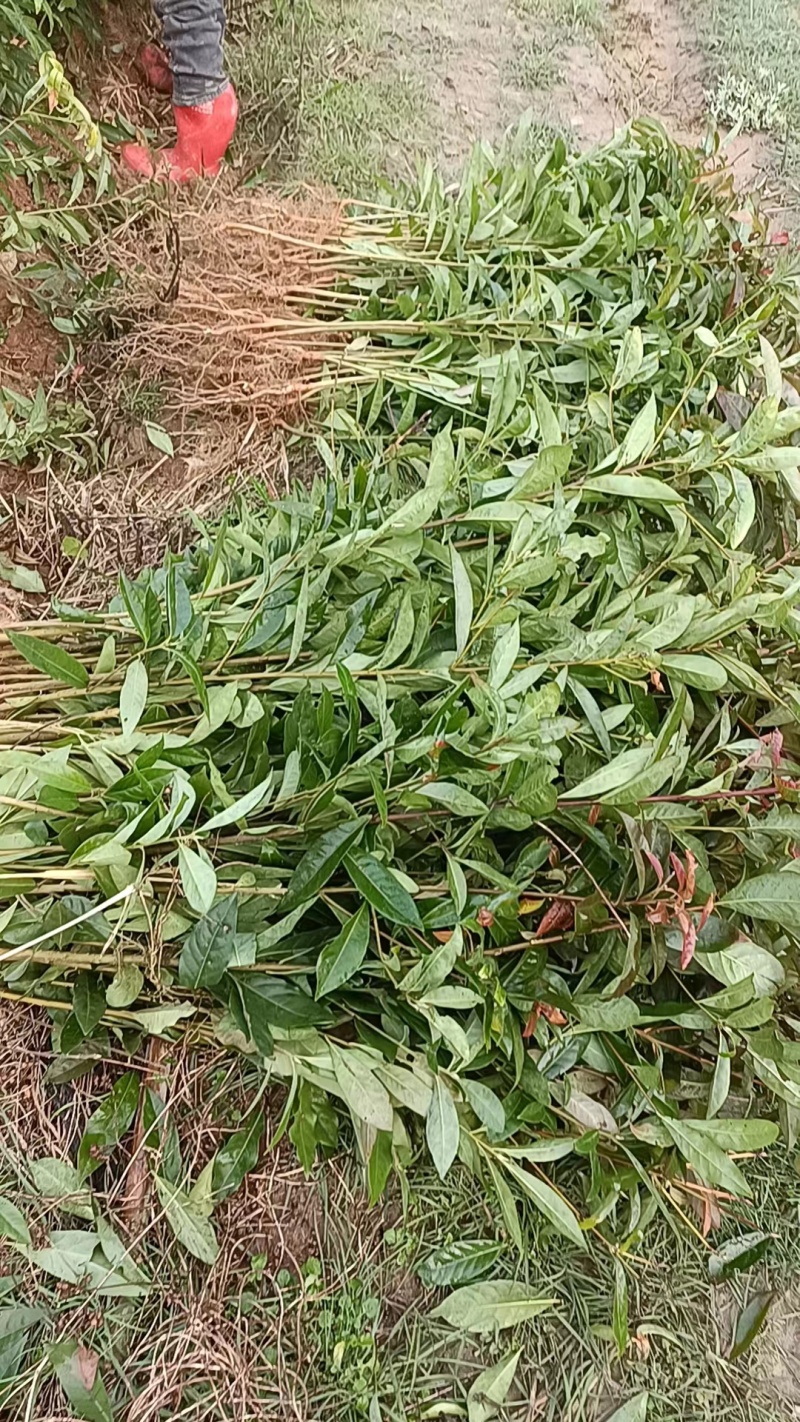 裸根木荷苗