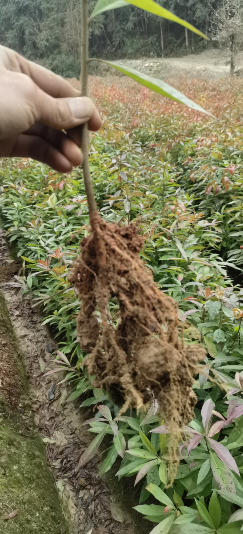 裸根木荷苗