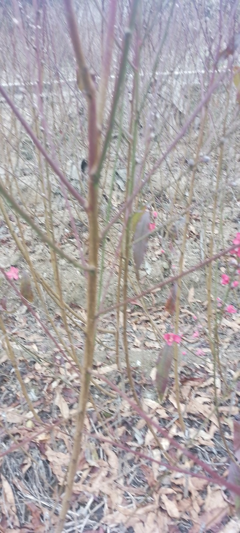 红花鹰嘴水蜜桃苗