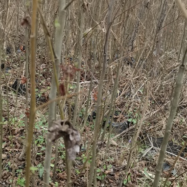 裸根枫香苗