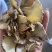 白芨片