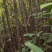枫香木荷袋苗