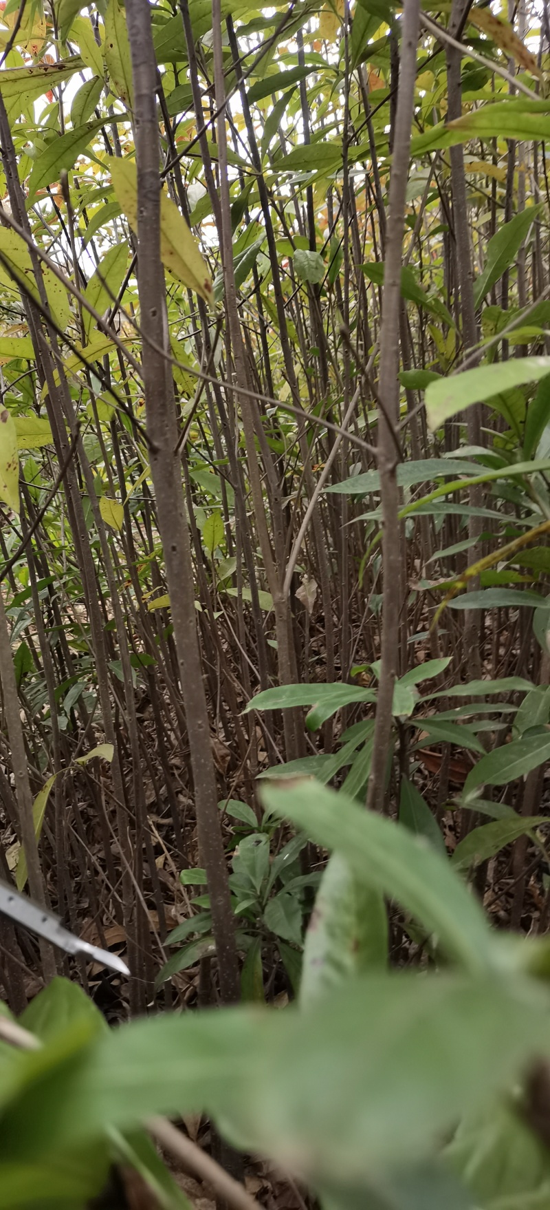 枫香木荷袋苗