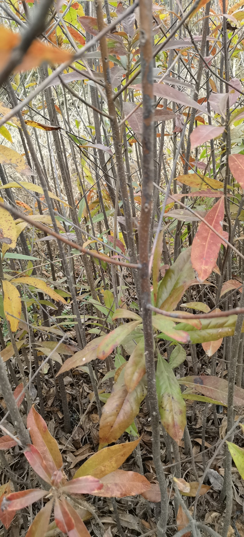 枫香木荷袋苗
