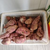 加工类地瓜红薯