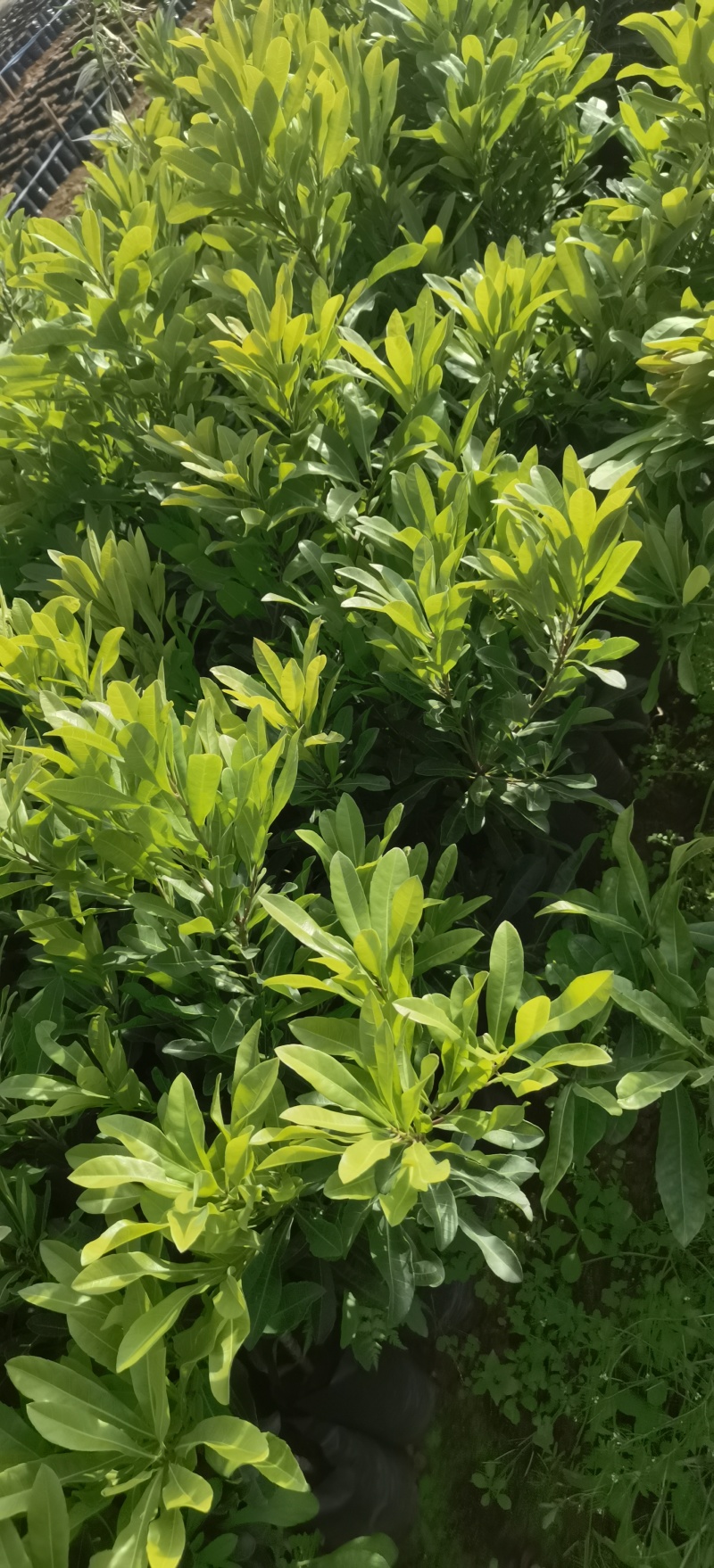 东魁杨梅苗