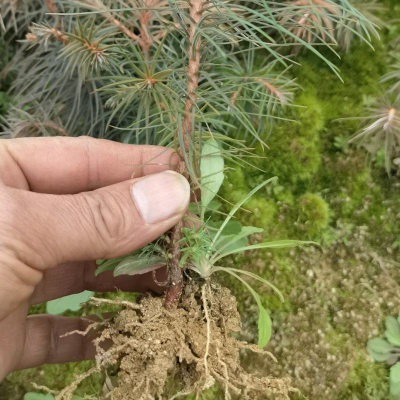 杉树苗