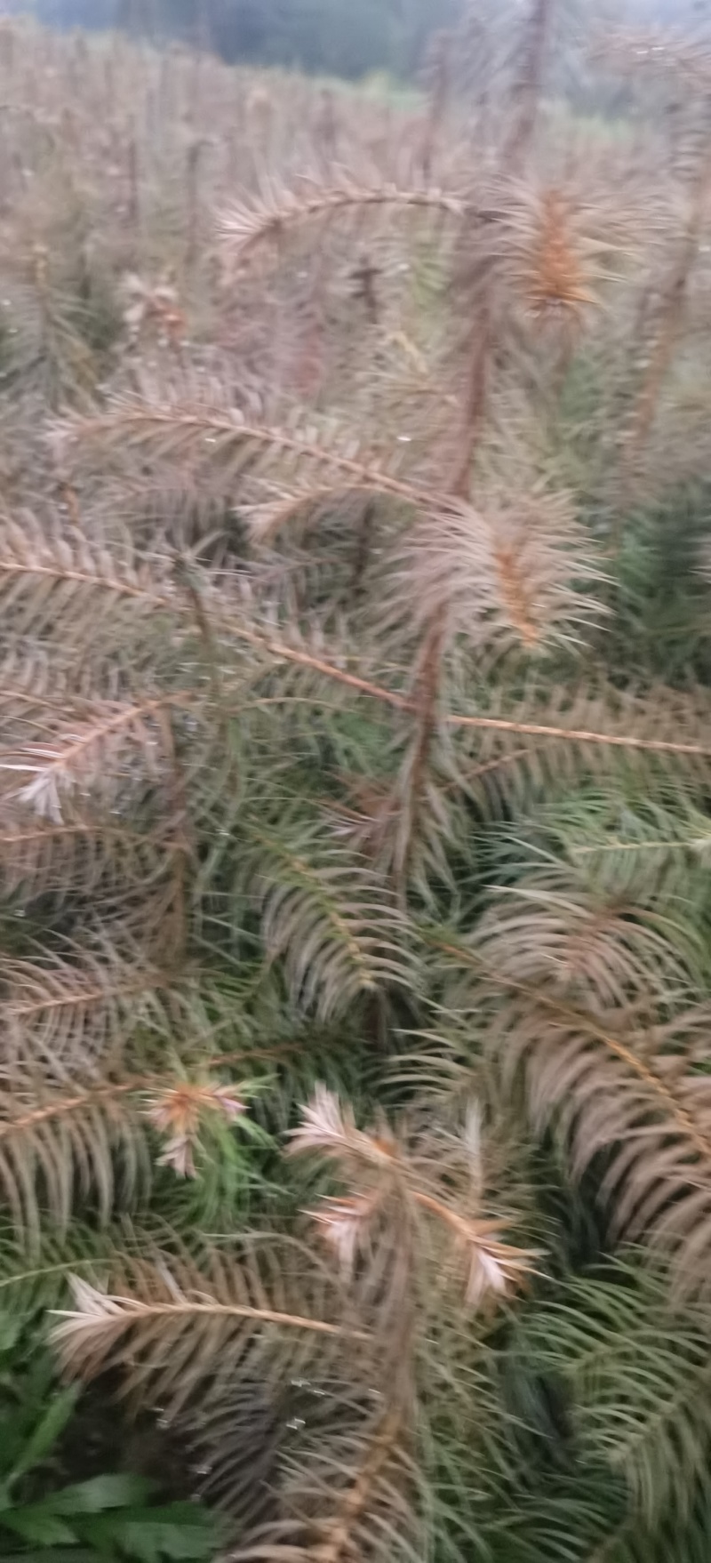 杉树苗