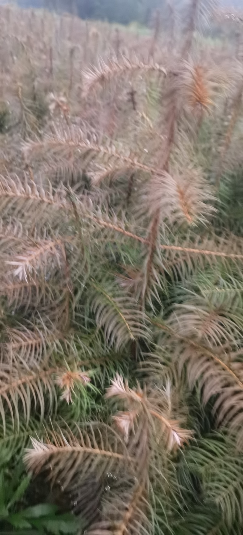 杉树苗