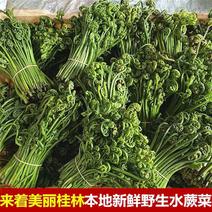 新鲜采摘蕨菜
