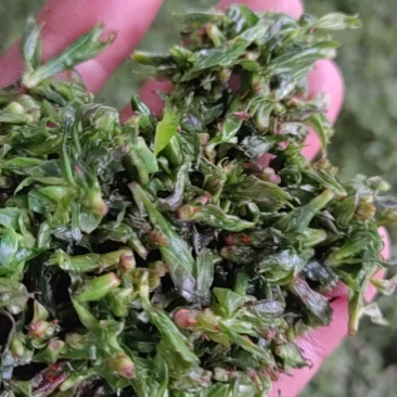 我卖青山绿水苦丁茶
