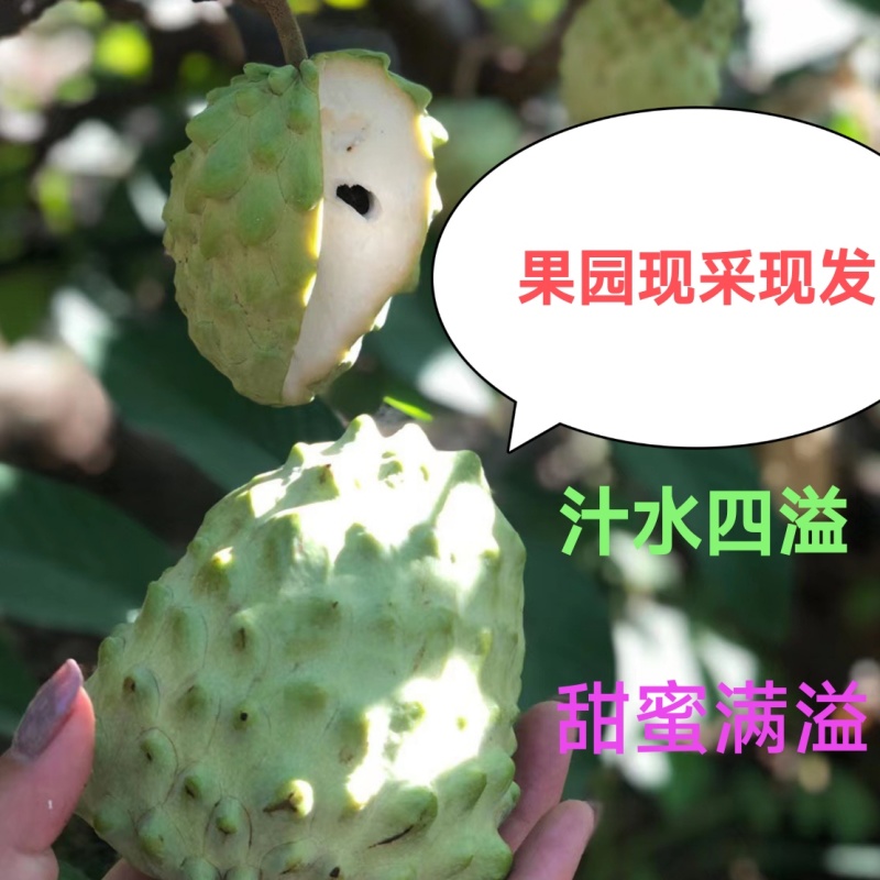 新鲜果园现采现发云南凤梨采释迦果应季水果牛奶冰淇淋口感营