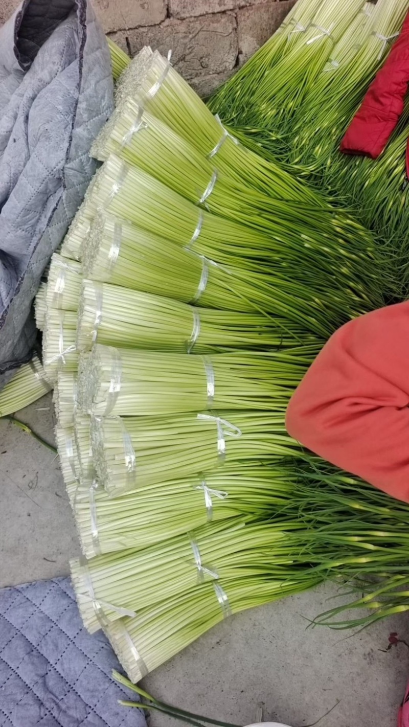 汉源蒜薹，香，嫩，脆，鲜，要的老板联系