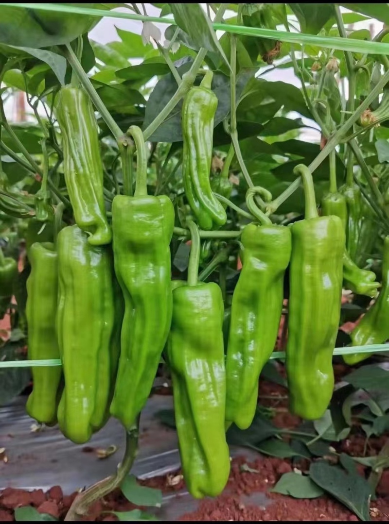 辣椒苗，薄皮大辣椒苗，薄皮青椒苗，大辣椒苗