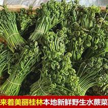 桂林蕨菜现摘新鲜采摘蕨菜