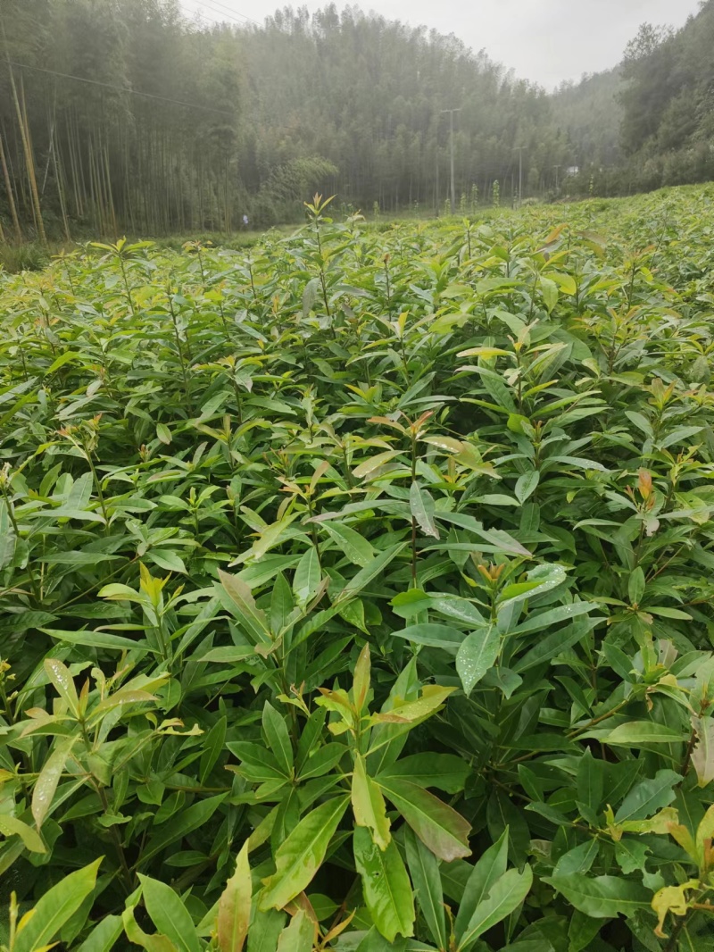 木荷苗