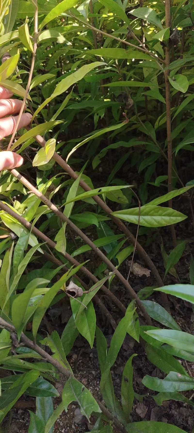 木荷苗