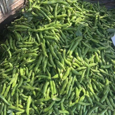 本地蚕豆大量上市,每天订货当天新鲜采购,价格美丽