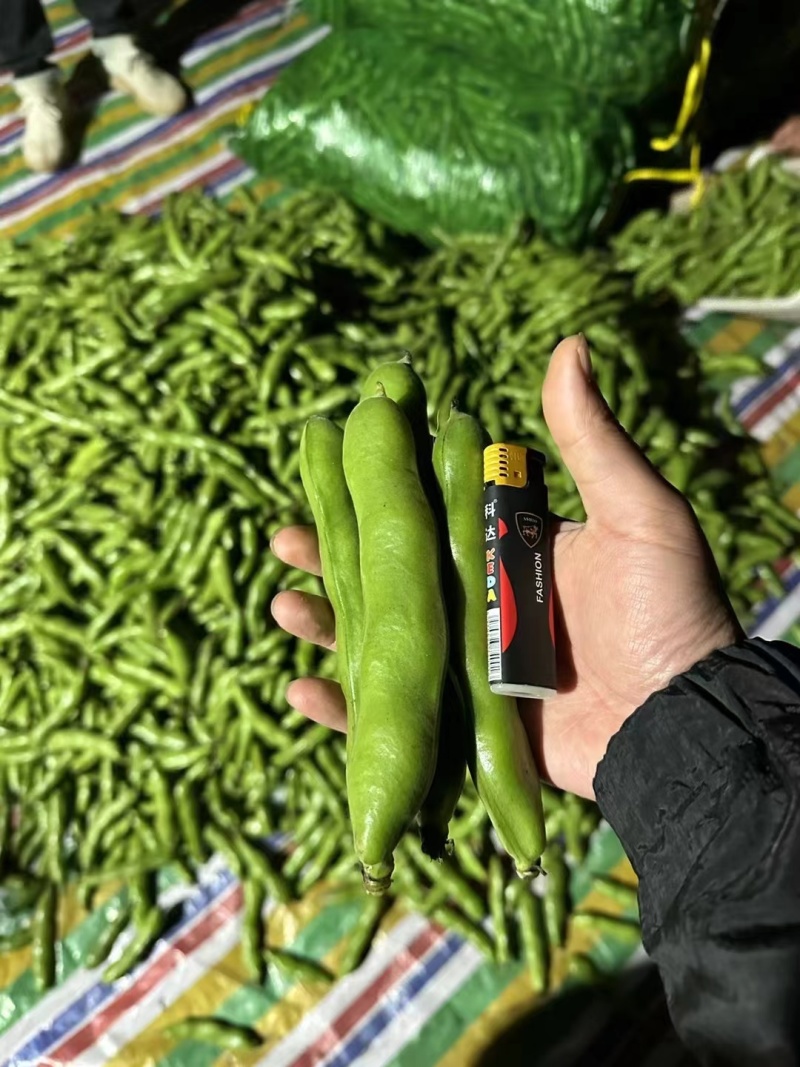本地蚕豆大量上市，每天订货当天新鲜采购，价格美丽