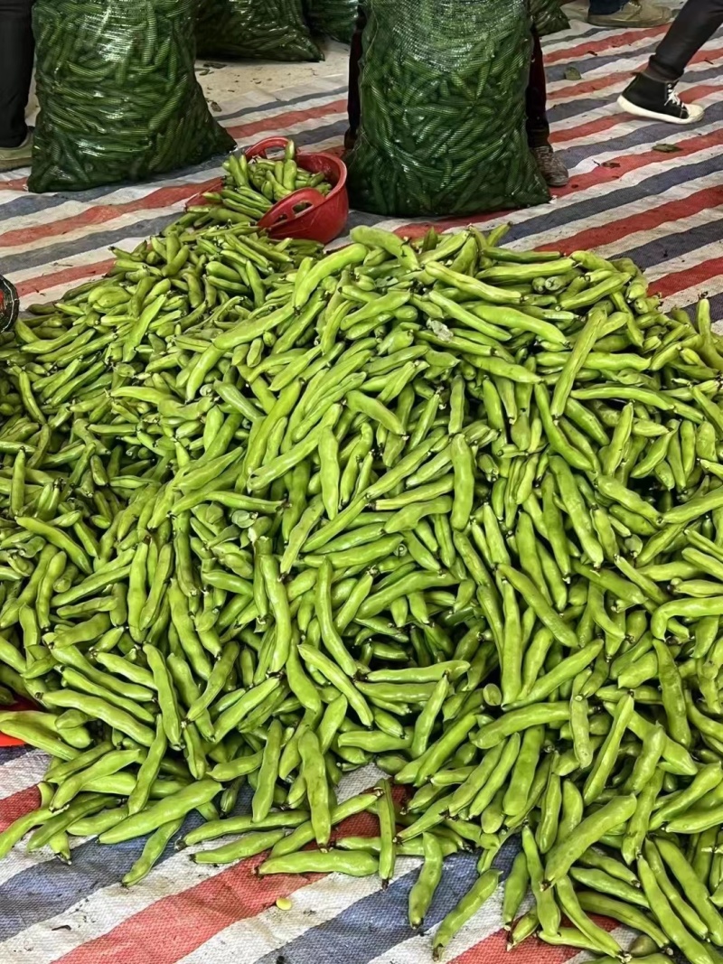 本地蚕豆大量上市，每天订货当天新鲜采购，价格美丽
