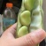 本地蚕豆大量上市,每天订货当天新鲜采购,价格美丽