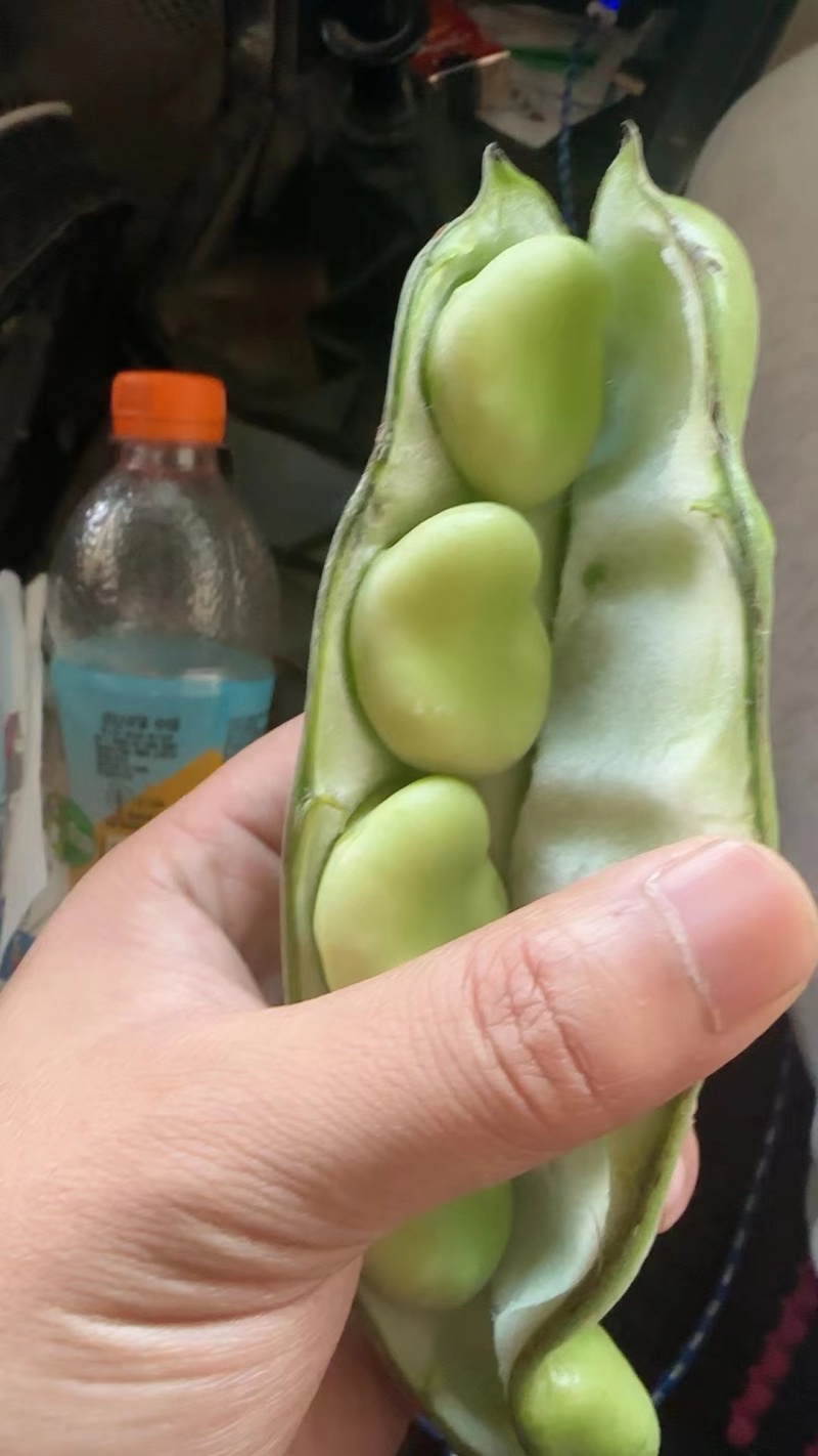 本地蚕豆大量上市，每天订货当天新鲜采购，价格美丽