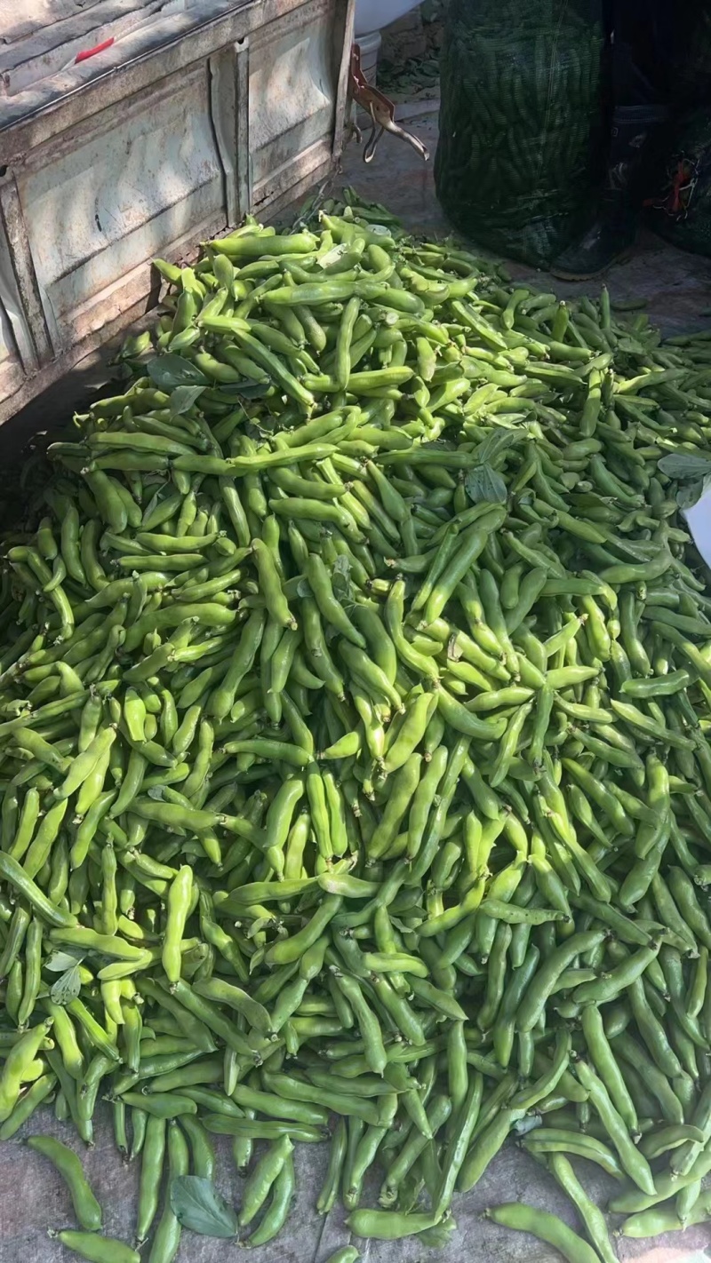 本地蚕豆大量上市，每天订货当天新鲜采购，价格美丽