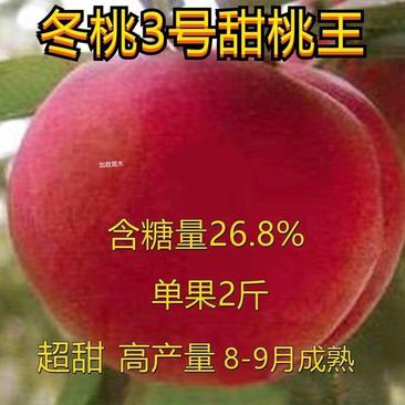 新品种早熟五月桃树苗1314极早熟蟠桃类当年结果