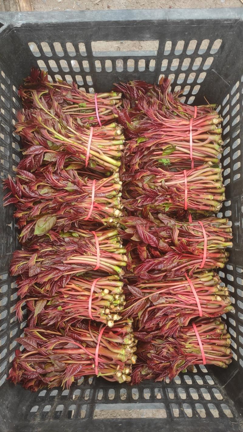 四川大竹红油香椿露天种植颜色鲜红色泽红亮头茬香椿