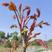 四川大竹红油香椿露天种植颜色鲜红色泽红亮头茬香椿