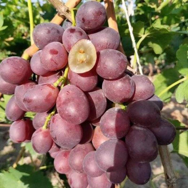 新郁葡萄苗基地直发纯度保证成活率高质量好