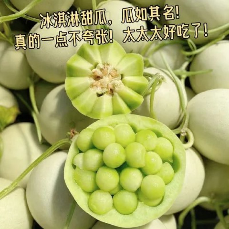 浙江台州玉姑甜瓜
