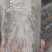 特级茯苓菌种/自家基地/保质保量/全国供应批发