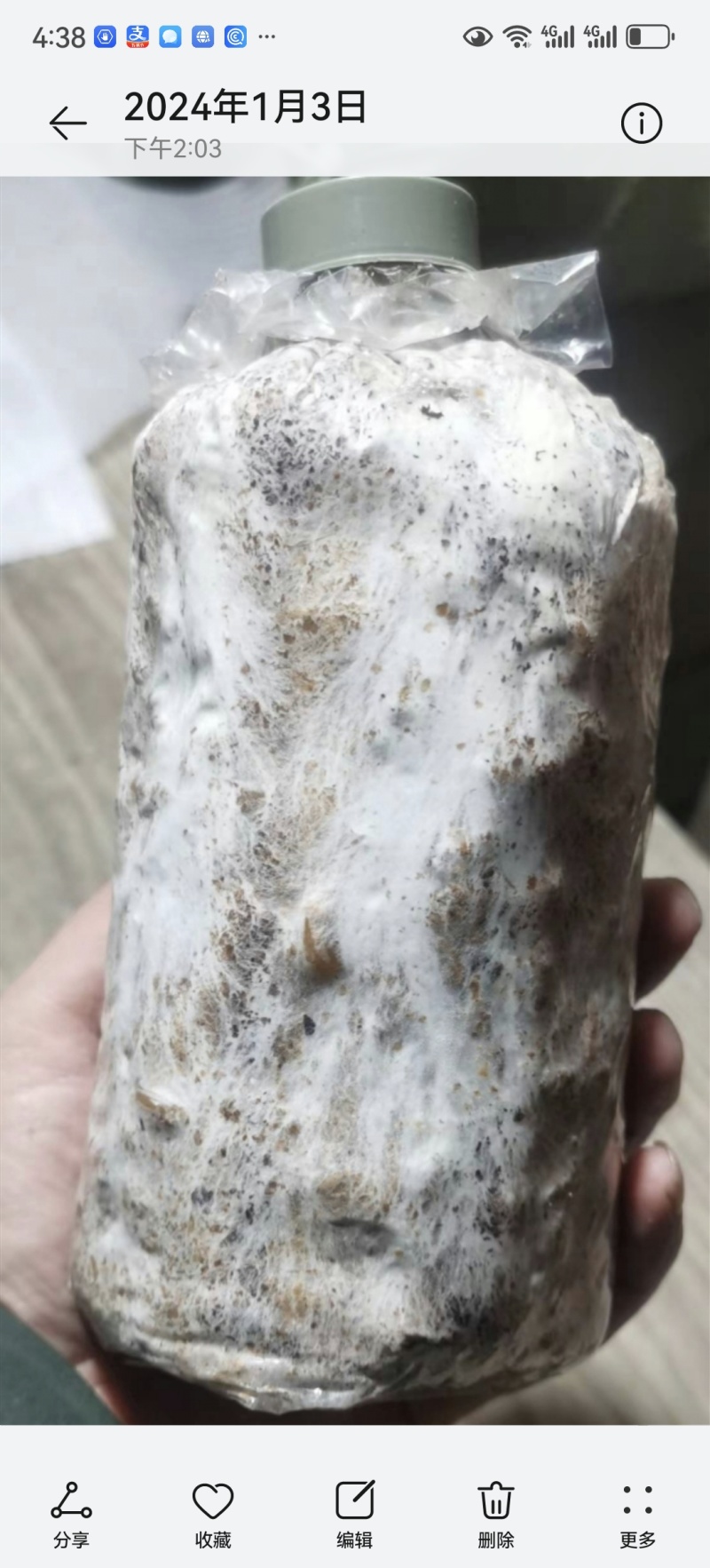 特级茯苓菌种/自家基地/保质保量/全国供应批发