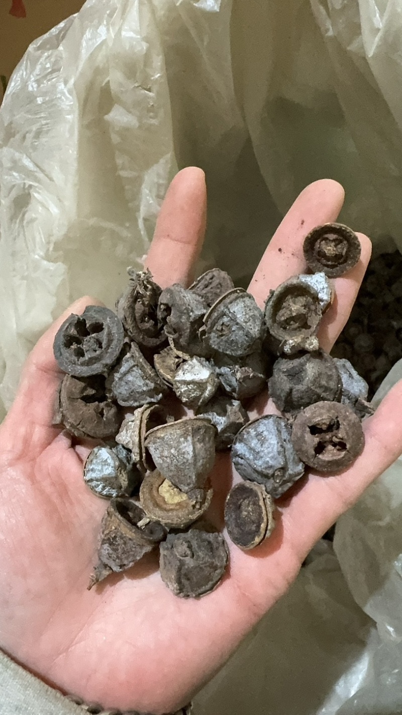 一口钟一口盅实物拍摄别名扣子七白树球中药材一口钟