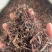 钩藤保庆药业批发中药钩藤实物拍摄钩滕发