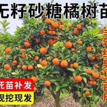 广西无籽沙糖桔南北方种植果树苗当年结果