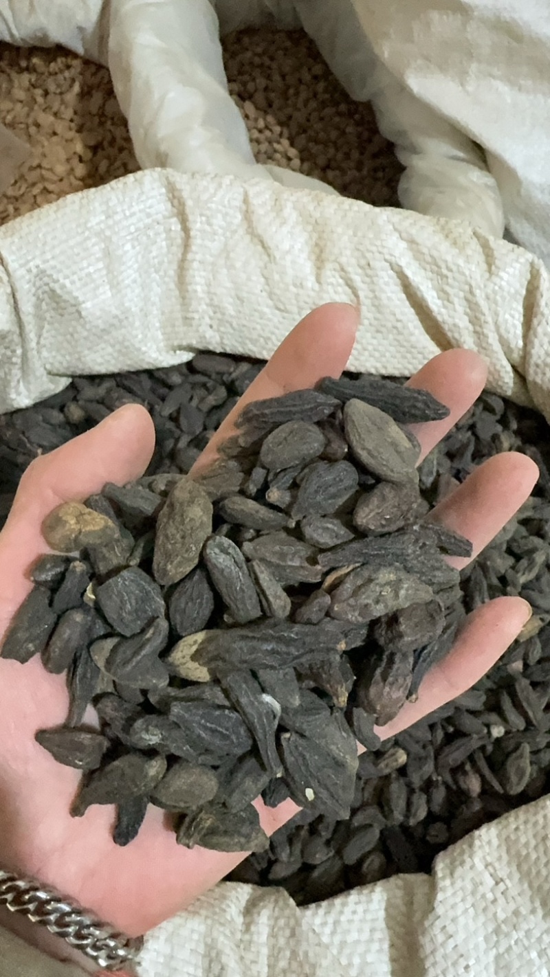 西青果青果保庆药业批发西青果实物拍摄青果